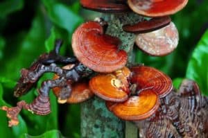 Reishi