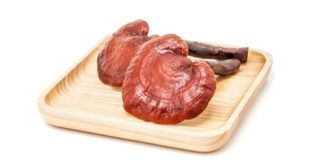 Reishi Erfahrung