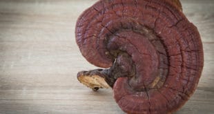 Reishi Pilz