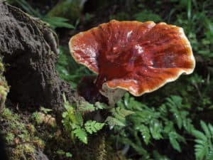 Reishi Pilz am Baumstumpf