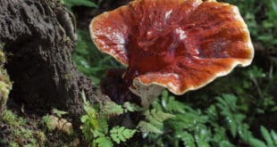 Reishi Pilz am Baumstumpf