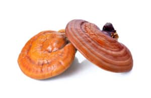 Reishi Krebs