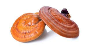 Reishi Pilz auf weissem Hintergrund