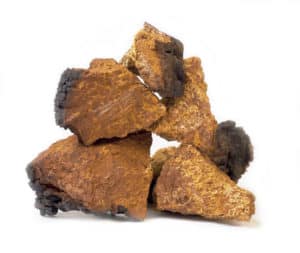 Chaga Pilz kaufen Inonotus obliquus