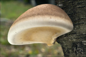 Birkenporling am Baum
